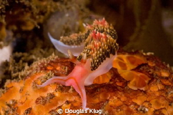 Color on color. A hiltons nudibranch cruises across a spo... by Douglas Klug 